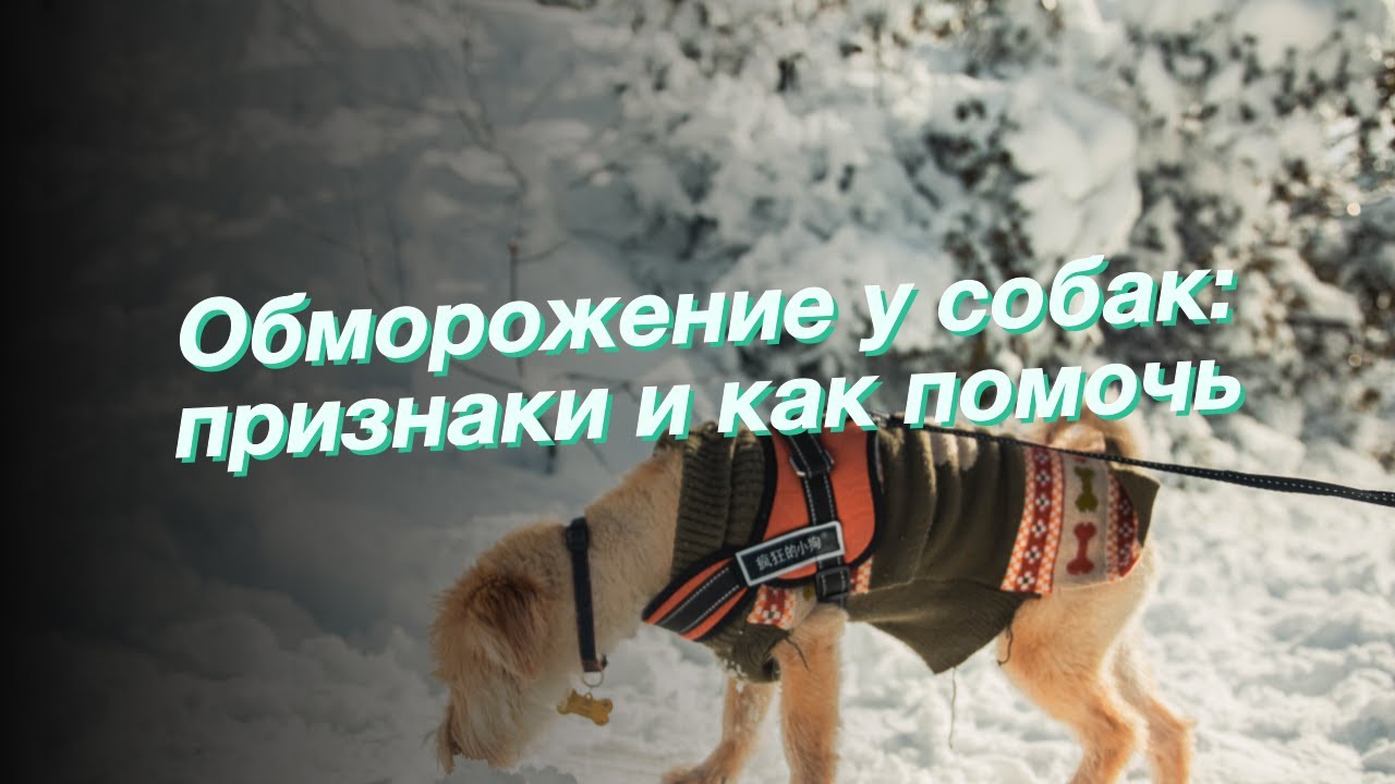 Обморожение у собак: признаки и как помочь