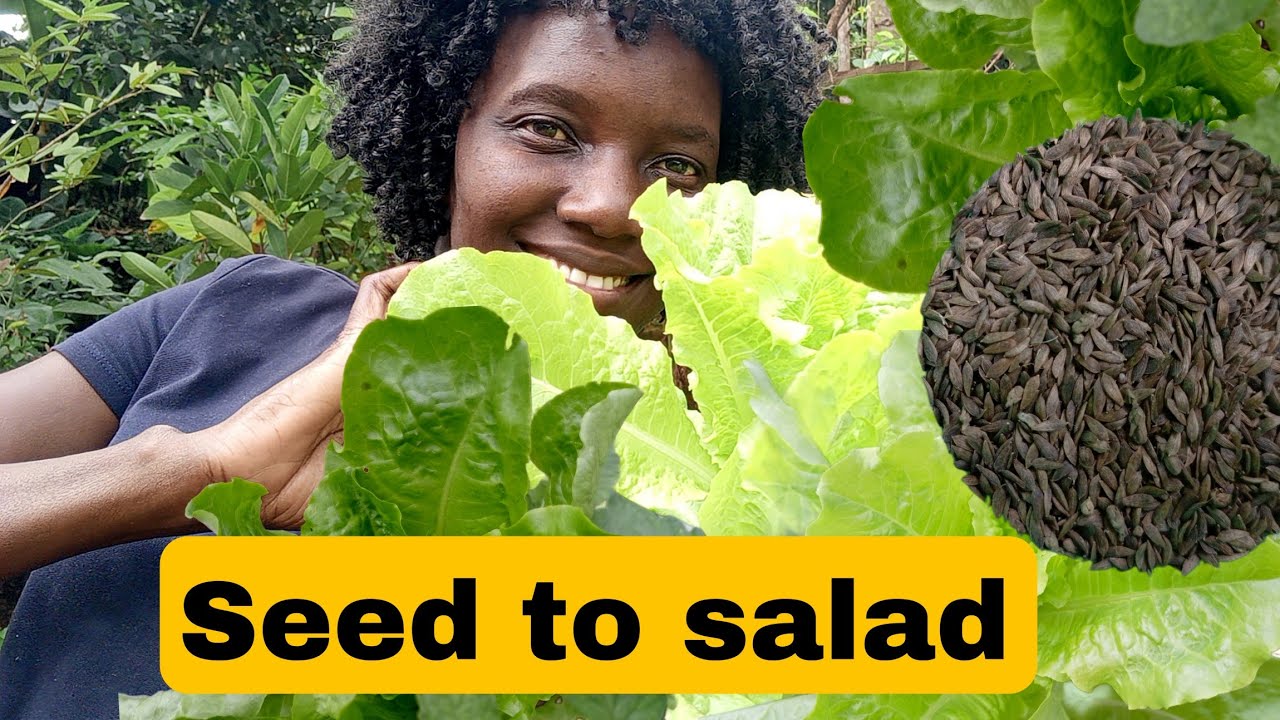 How To Grow Lettuce From Seed To Harvest: A Complete Growing Guide ...
