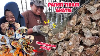 TIRAM GAK ADA HARGANYA DISINI‼️Bisa panen TIRAM sepuasnya disini Gratis 🤤