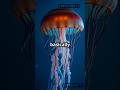 The Immortal Jellyfish: Nature's Time Traveler!⏳ #facts #animals #ocean #jellyfish #nature #shorts
