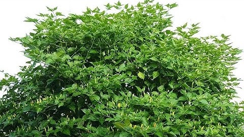 Cách Trồng Ớt Bằng Cành Nhanh Cho Thu Hoạch Quả