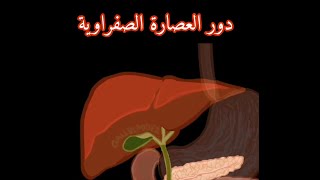 دور العصارة الصفراوية رابعة متوسط