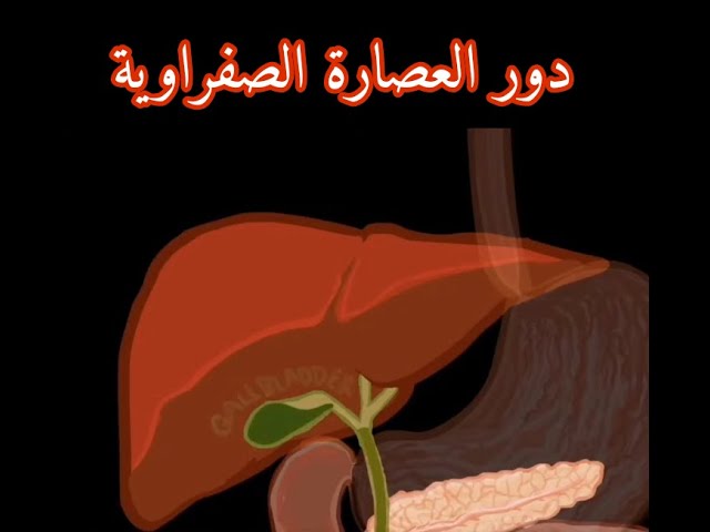 دور العصارة الصفراوية رابعة متوسط
