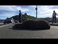 Sunbathing seal