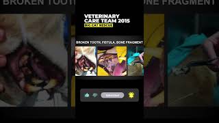 Vet Care Presentation By Dr. Boorstein~Part 30 Of 59