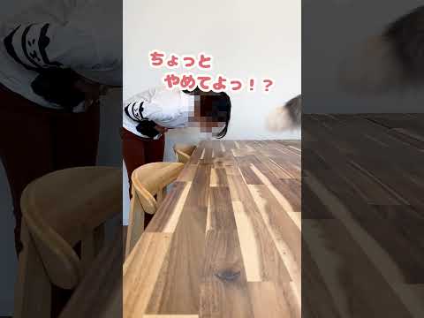 顔面モフっとすんのやめてくれんかな？【おしゃべりする猫】 #Shorts