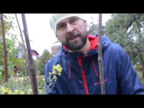 Video: Broccoli: Planterings- Och Odlingsregler