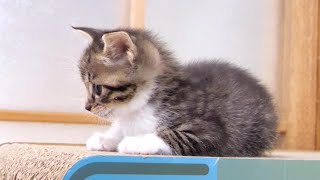 A kitten that seems so calm goes wild after this[Please watch with subtitles]