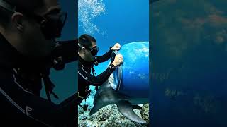  This Dolphin Couldnt Escape Until A Diver Stepped In oceanlife rescueefforts shorts