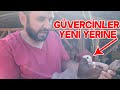 Kırmızı Baska Güvercinleri Taşıyorum Ama Kimin Yerine