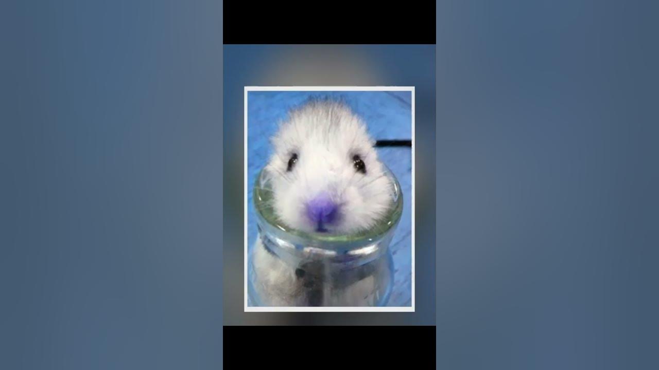 царь бимба - YouTube