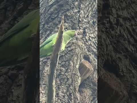 the closest I could get to a green parrot