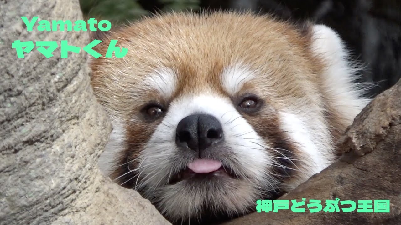 エアーアップル🍎を美味しそうに食べるヤマトくん😆    Yamato-kun eating an air apple with relish　[神戸どうぶつ王国]   レッサーパンダ