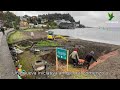 Comienza plan para descontaminar el lago Llanquihue con plantas de la zona