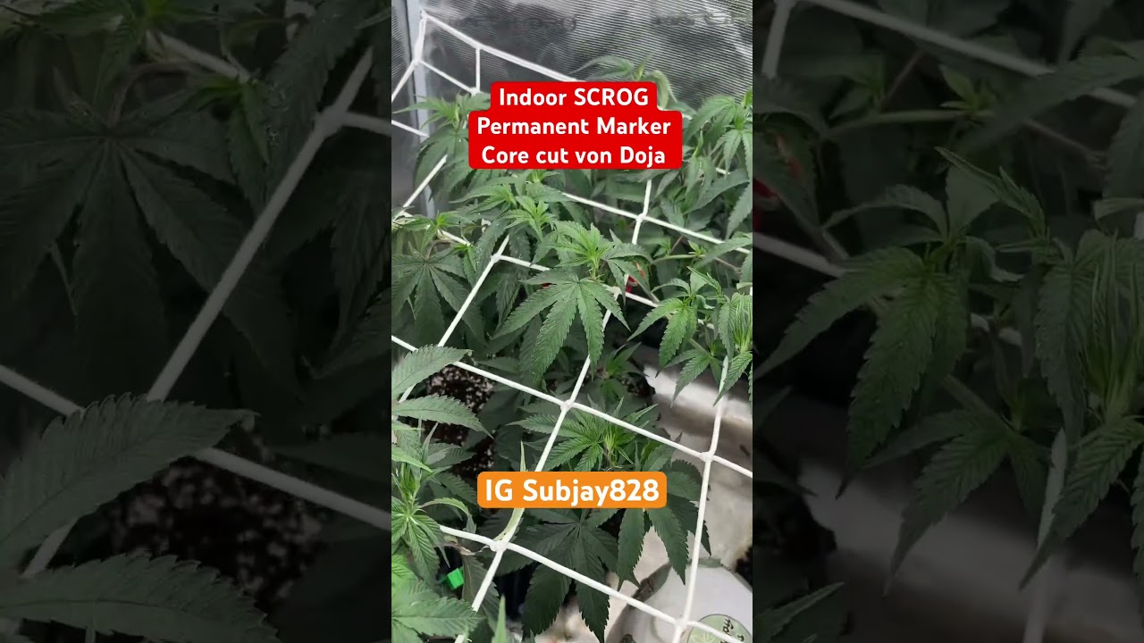 Permanent Marker von Doja 