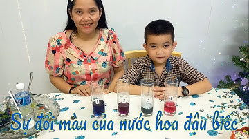 Sự đổi màu của nước hoa đậu biếc | Trải nghiệm chủ đề thế giới thực vật