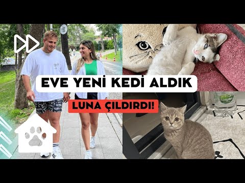 YENI KEDI SAHIPLENDIK! EVDEKI KEDIMIZ HIRÇINLASTI! - YENI KEDI SAHIPLENDIK! EVDEKI KEDIMIZ HIRÇINLASTI!