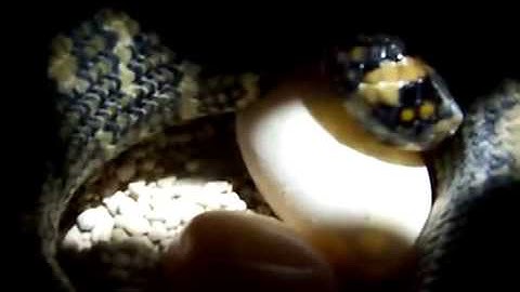 carpet python lays eggs part 2