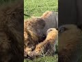 "사자를 포위했다가 역으로 당한 하이에나" 🦁🐆"Hyenas Surrounded a Lion and Instantly Regretted It"#lion #hyenas