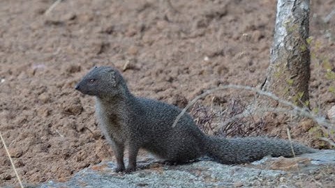 Grey Cape Mongoose
