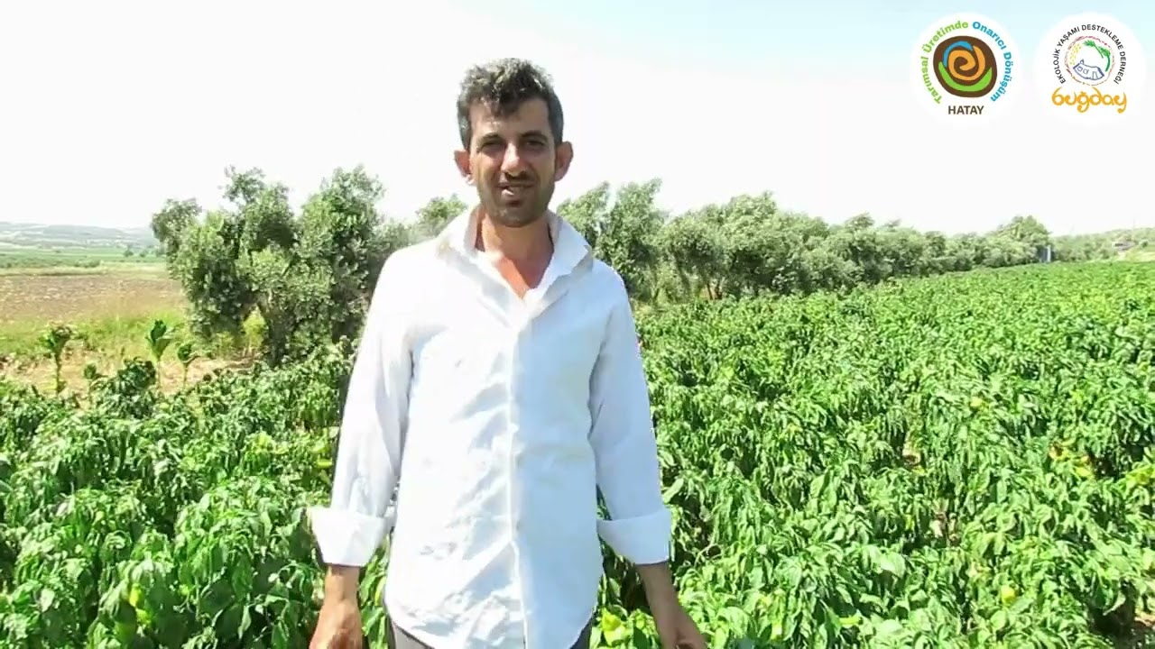 Mahmut BULUT - Üretici / HATAY Avsuyu