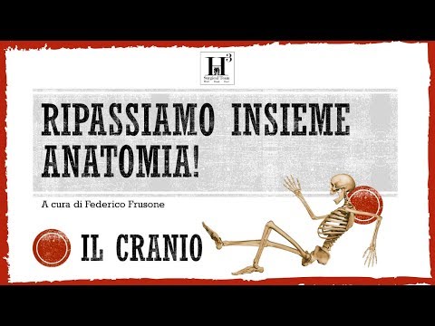 Video: Quale osso del cranio contiene una protuberanza?