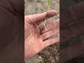 Озима соя#соя #село #farming #agriculture #сільськежиття #agro #поле  #фермер #поради #рекомендации
