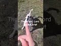 Playing with my dog and   the Word of God
