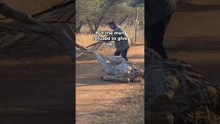 Giraffe Thanks the Men Who Rescued Her ❤️😭 #animals #shorts