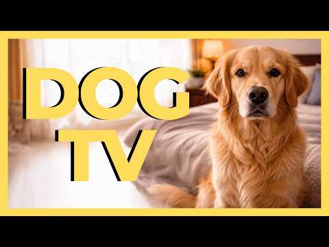 DOG TV For Dogs To Watch: 6 Hours Forest Virtual Hike ☀️| With Relaxing Music!