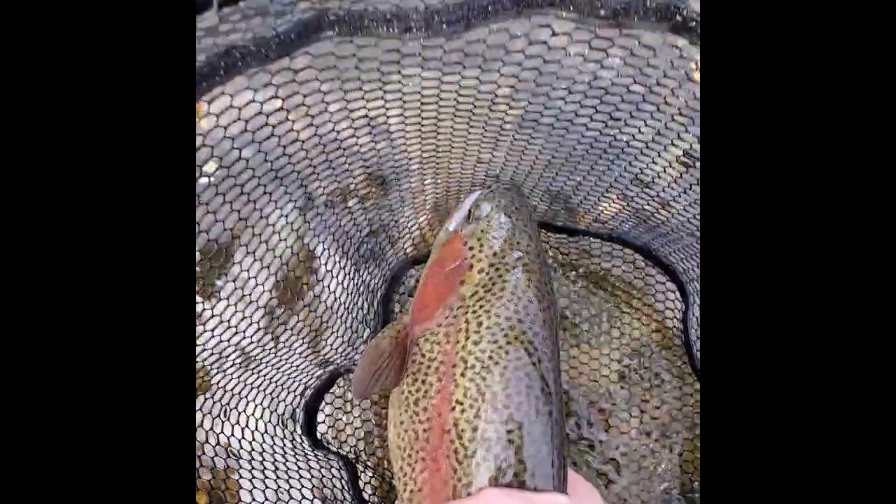 Nice trout