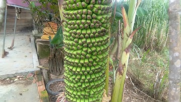 Cận cảnh  cây  chuối  hơn 100 nải