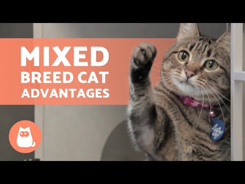 5 ADVANTAGES of ADOPTING a MIXED BREED CAT 🐱 Discover the Domestic Breed! ❣️