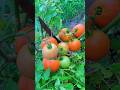 tomato harvesting  ,Chilli harvesting #shorts, #viral, #trending,