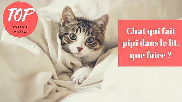 Pourquoi un chat fait ses besoins sur un lit ?