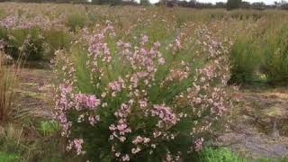 Waxflower Helix Kerryn (PBR)