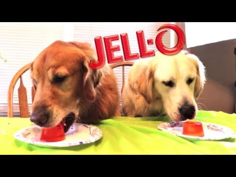Cute Dogs Reaction To Jello!