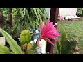 Epiphyllum Pink