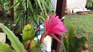 Epiphyllum Pink