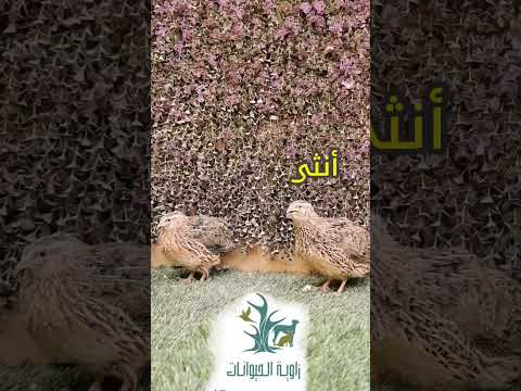 معلومه عن السمان فري Quail دواجن Birds 