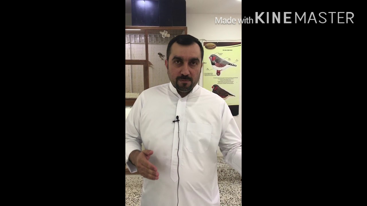 تجهيز الطيور للمربي البحريني حمدي الحسيني