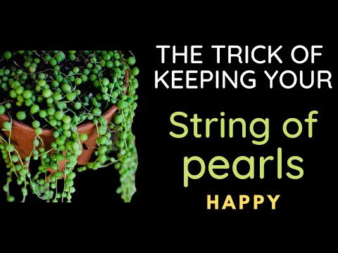 || HOW TO CARE FOR STRING OF PEARLS || COMPLETE CARE GUIDE ||