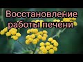 Восстановление работы печени. Народная медицина. Целитель. Лекарь. Травник. Аптека.