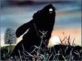 Watership Down 1978 Soundtrack 12 Kehaar S Theme Watership Down 1978 Soundtrack 12 Kehaar S Theme