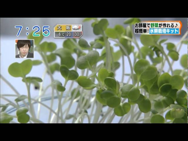 水耕栽培って こんなに簡単に野菜ができる Youtube