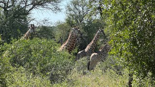 Kruger National Park | Kruger Adventure Lodge