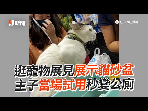 尿急憋不住！貓咪試用「展示貓砂盆」露滿意表情｜寵物動物｜寵物展｜萌寵