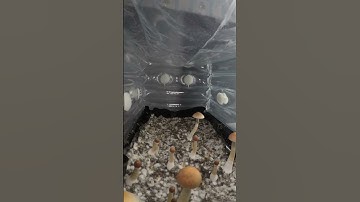 This time-lapse was take over 7 days with a GoPro. This is a wild strain that was gifted to me. 🎥❤️