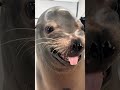 不是 我們這的動物咋都 #猛獸 #海豹 #貓咪#可愛