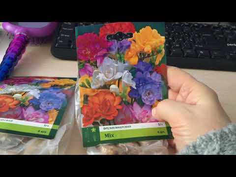 Фрезии из Фикспрайс